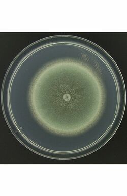 シャーレで培養したアスペルギルス菌。この菌が感染症の原因に 提供/千葉大学真菌医学研究センター