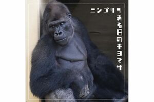 東山動植物園に暮らすニシゴリラのキヨマサ(名古屋市東山動植物園公式SNSより)