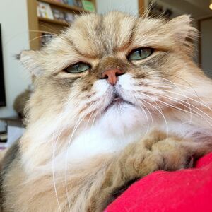 しょんぼり顔が人気の常連の“ふーちゃん”。貫禄さえ感じマス！　(c)牧野直樹