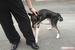 《京都小6男児行方不明事件》安達結希くんが毎日スクールバスに乗る前に可愛がっていた近所の犬・ハチ。「都会の子じゃないから、怖がらないというか、(扱い)に慣れていた」と主人
