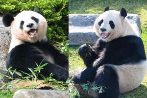 中国に旅立つ桜浜（左）と桃浜（右）