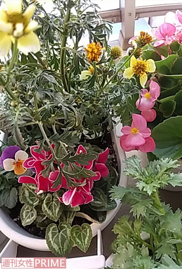 浜木綿子さんの自宅ベランダで咲いているお花たち（2025年12月、本人撮影）