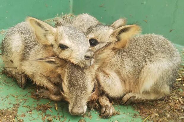 マーラの赤ちゃん3頭が折り重なって　写真提供／草津熱帯圏