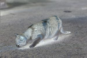 動物虐待 鉛弾撃ち込まれ糞尿垂れ流しになる猫も 見えざる ハンター の薄気味悪さ ニュース概要 週刊女性prime