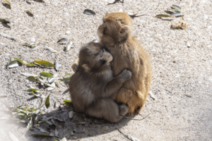 子ザルのパンチくん(写真/読者提供)