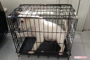狭いケージに閉じ込められたままの保護犬。普段からこのサイズのケージに入れられているという（関係者提供）