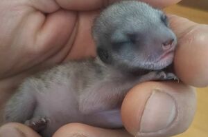 ミーアキャットの赤ちゃん　写真提供／草津熱帯圏