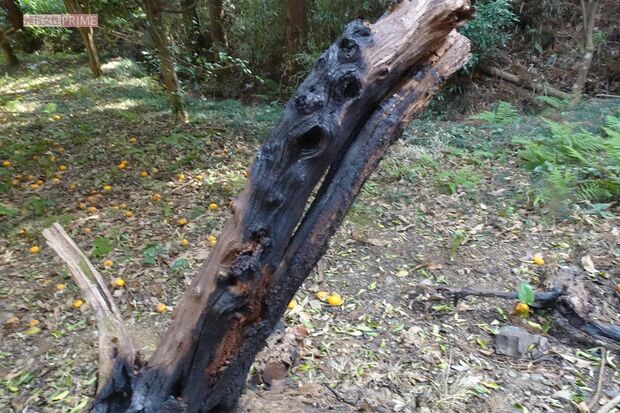 島田容疑者が逮捕された現場の焼け跡。民家からは少し離れている