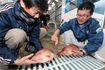 右の通常のマダイに比べ、ゲノム編集されたマダイは肉厚で丸みを帯びている