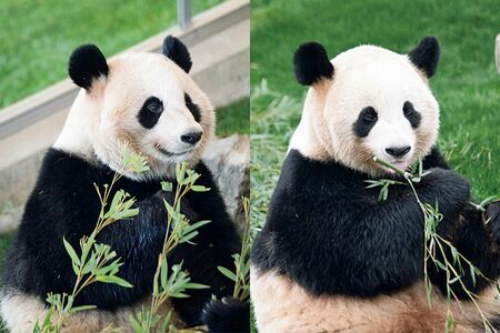 桃浜♀（左）＆桜浜♀　写真／高氏貴博（毎日パンダ）