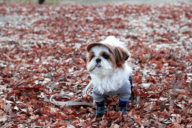 東京・南青山に住む都会派ボーイ（シーズー）だけありオシャレ♪ （c）Haruko Mizushima
