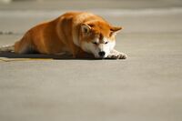「商品にならないから始末する」法改正後も犬や猫を“平気で捨てる・殺処分する”悪徳ブリーダー恐怖の手口
