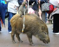 母親は崖から転落死 イノシシと“兄弟以上”の仲の猿が話題