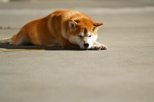 商品にならない犬、あるいは商品を産めない犬をゴミのように扱い、捨て、殺す。そんな悪徳ブリーダーの問題を取り上げます