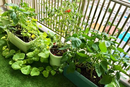 ベランダ菜園からプチ自給自足を始めてみては　※写真はイメージです