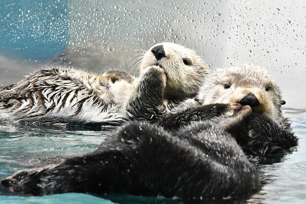 ラッコのリロとマナ　写真提供／マリンワールド海の中道