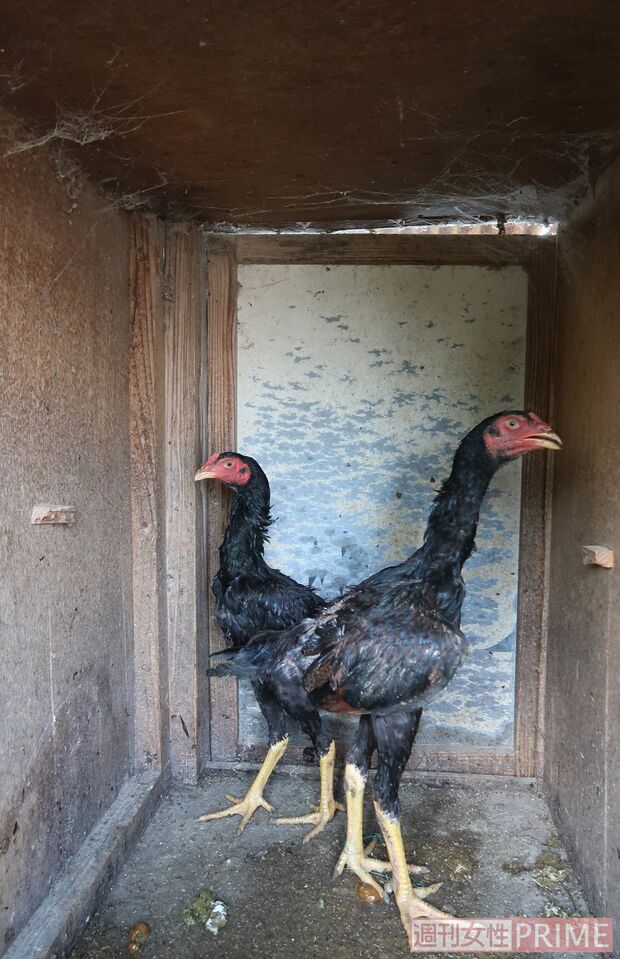 鋭いくちばしと爪だが、闘鶏で負けると食用に（イメージ写真）