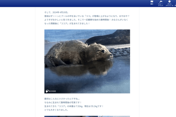 新江ノ島水族館のサイトには、生まれた時の姿が載っている