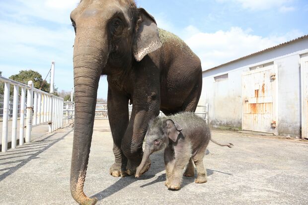 九州自然動物公園アフリカンサファリ　アジアゾウの女の子、ミーナ