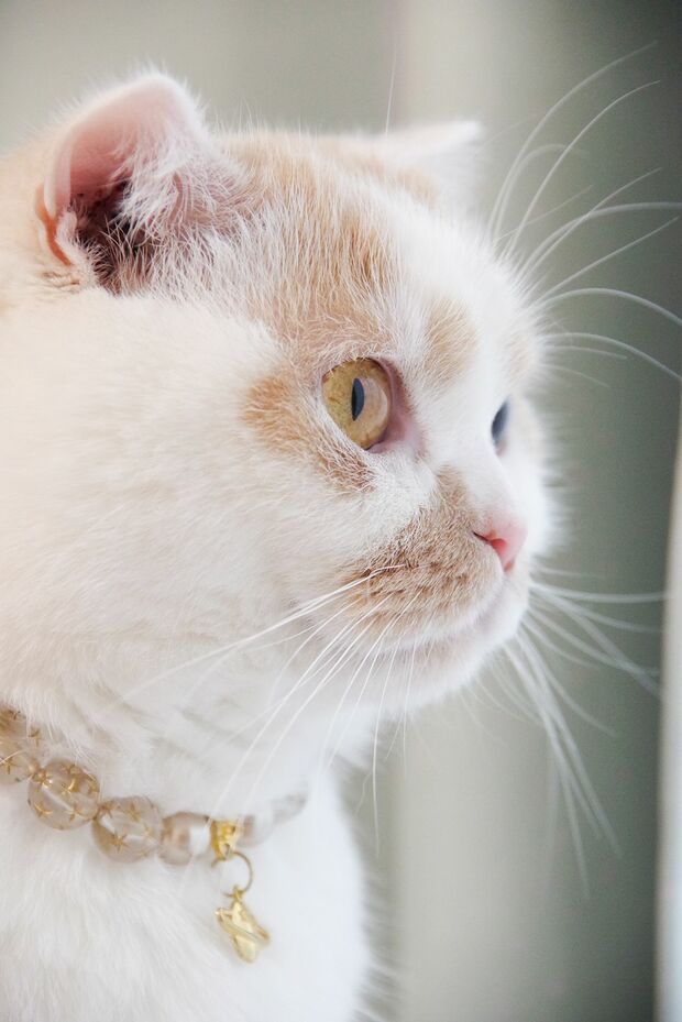 あだ名はホイちゃん。そんなに見つめて、何考えてるの？　(c)ホイ主　(c)ねこ休み展 冬 2019