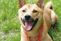 耳が聞こえない人の “耳” となる聴導犬「この子は、私に気づかない音を教えてくれた」