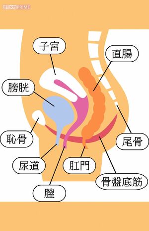骨盤底筋は、骨盤の底でハンモックのように内臓（膀胱・子宮・直腸）を支える筋肉群。排尿・排便のコントロール、膣の締まり、姿勢の安定、呼吸との連動など多くの働きを担う。加齢、出産、運動不足などで衰えると、尿漏れ・臓器脱・性交痛・腰痛などの不調の原因に。鍛えることで血流が改善し、「下半身が軽い」「お腹まわりがスッキリする」などの体感につながる。