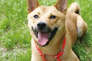 聴導犬として活躍したレオン。現在は引退し、ユーザーさんと暮らしている