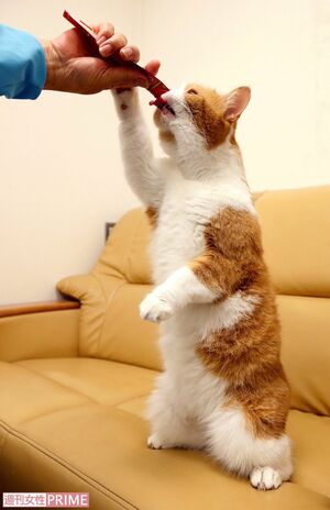 普段はおとなしい春馬くんだが大好きなごはんを目にすると、まさかの2本足立ち！　撮影／伊藤和幸
