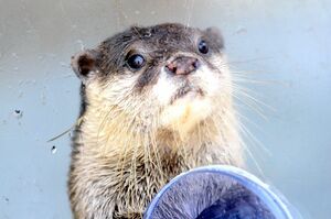 まめた（コツメカワウソ）＠下田海中水族館