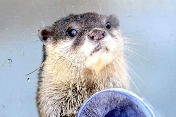 まめた(コツメカワウソ)@下田海中水族館