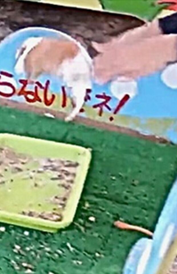 ハムスターはケースに戻されるとき、高いところから落とされた（PEACE提供）