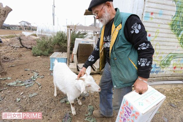 2匹の犬とヤギも人懐っこくて、愛情たっぷりに育てられているのがわかる　撮影／齋藤周造