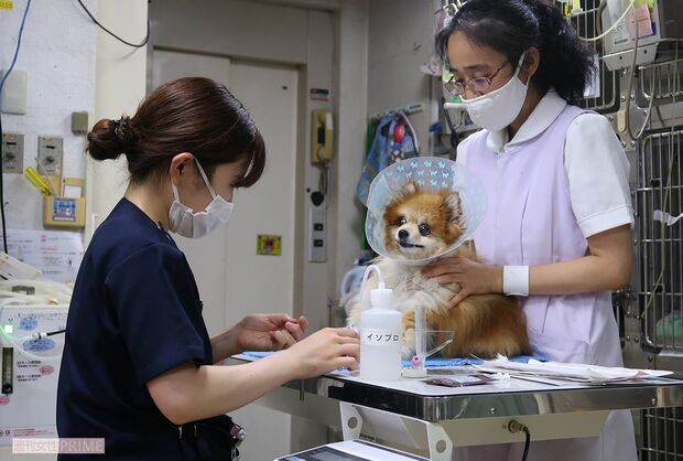 動物たちのケアは真夜中でも。女性スタッフも多い三鷹獣医科グループ