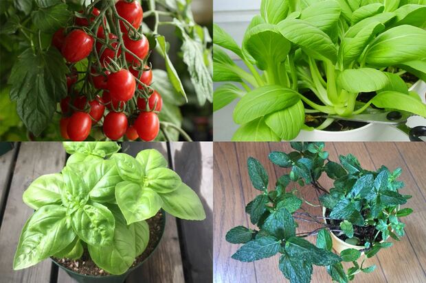 ミニトマト（左上）、ミニチンゲンサイ（右上）、バジル（左下）、ミント（右下）
