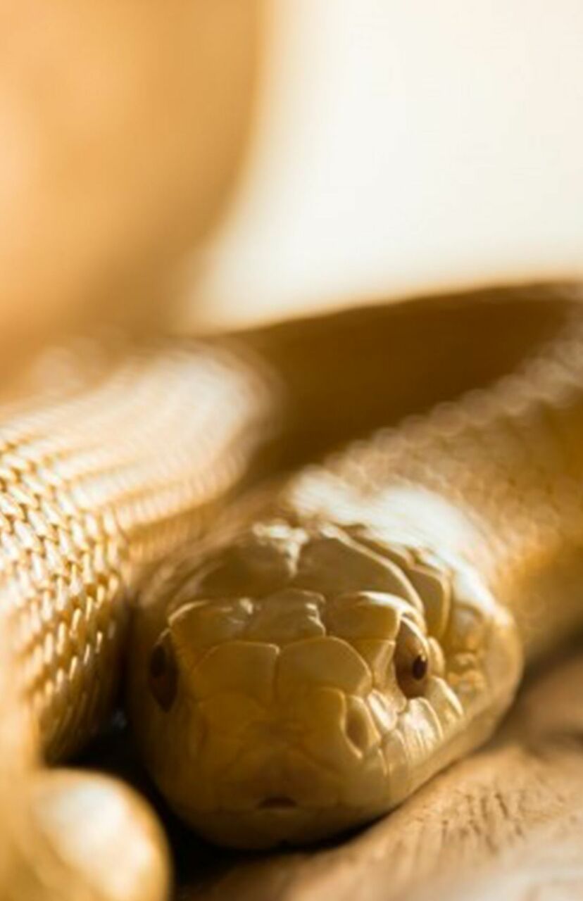 画像 写真 週刊女性 6 7号 星座別 金運爆上げ 待ち受け画像はコチラ 週刊女性prime