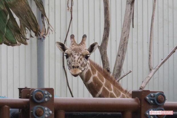 堀井動物園第二飼育場で飼育されるキリン。人の気配がする方をじっと見ていた