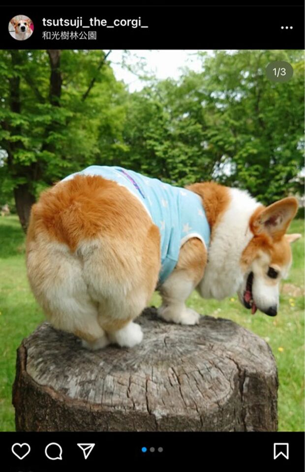 桃尻が魅力のつつじ（♀）