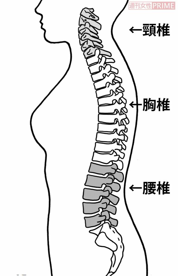 頸椎、胸椎、腰椎ってどこ？　※薄いグレー色の部分が頸椎、白色部分が胸椎、濃いグレー色部分が腰椎です