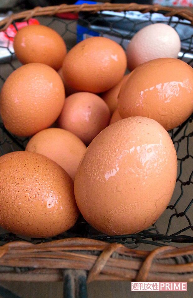 守村家の貴重なタンパク源・ウコッケイ。小屋の床に敷き詰められた落ち葉や籾殻に鶏の糞が混じれば、畑の肥料に　撮影／伊藤和幸