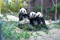 《世界のパンダ最新事情》可愛いと思われているのはアジアだけ!? シャンシャンにライバル現る!パンダ写真…