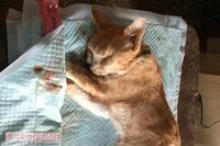 《猫大量ネグレクト死事件》猫を“人質”に寄付を募って食いつなぐ容疑者の「理屈」