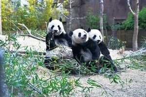 『グローバルな視点を身につけよう パンダといっしょに学ぶ世界のことわざ』より 撮影/高氏貴博