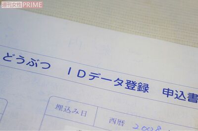 飼い主情報を書き込んだマイクロチップの装着も法改正で義務づけられる。捨て犬などの防止にはなるが、犬への健康被害が懸念されている