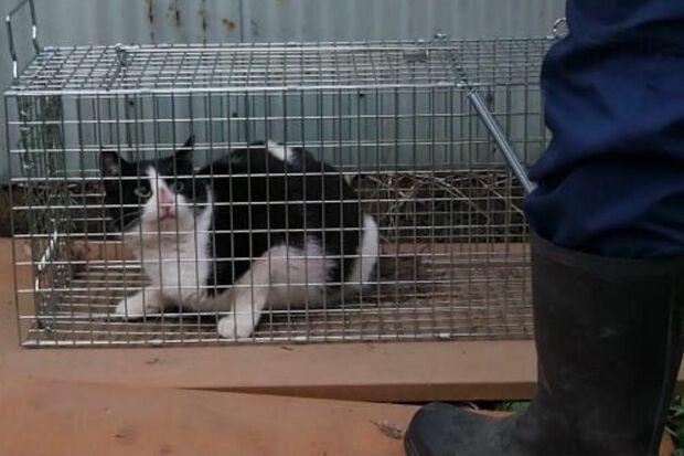 大矢被告がネットに投稿したとみられる虐待の映像。怯えた様子の猫はこのあと、熱湯をかけられた