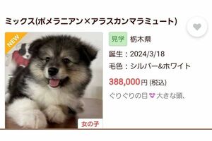 ポメラニアンとアラスカンマラミュートをかけ合わせた子犬のブリーダー情報（現在は削除済み）