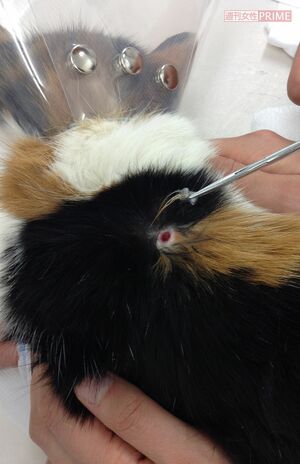 保護されたひとみは手術を受け、鉛弾を摘出