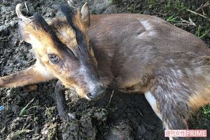 キョン。繁殖力が高く、8か月の妊娠、出産後翌日から妊娠できる。そのため次々に増えた（Hunt＋提供）