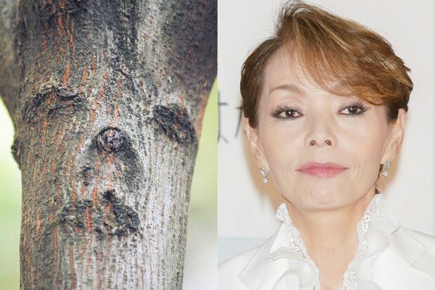 目元に鼻がまさにモノマネでよくまねされる研ナオコは、珍樹界でもたびたび発見される。みなさんも探してみては？