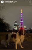 東京タワーをバックにポーズを決めたデコピン(大谷翔平のインスタグラムより)