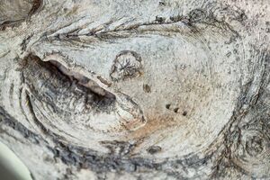 『サケ』ヤマモモの木に浮かび上がったサケ。このような珍樹は、観察力を高めないとなかなか見つけられないもの